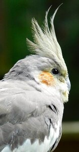 Plumage feathers grey photo