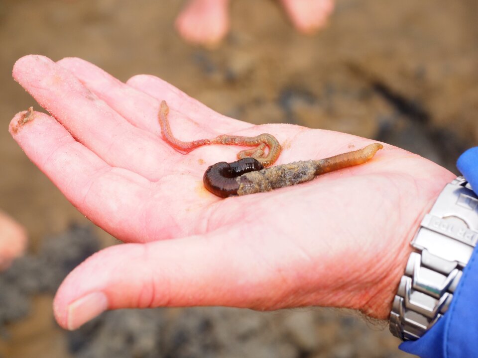 Sand worm pier worm polychaete