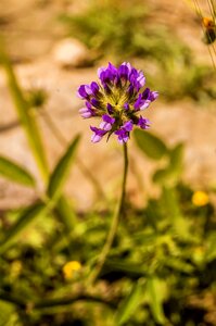 Wild flora spring violet photo