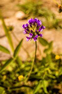 Wild flora spring violet