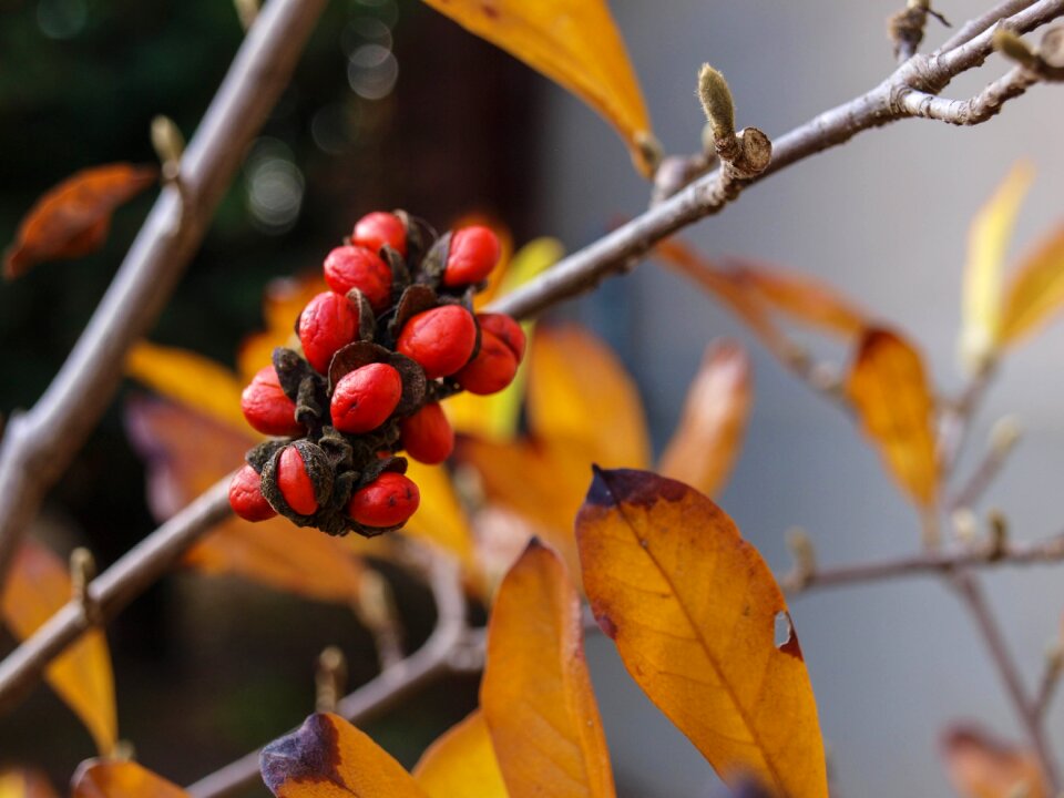 Garden fruit fall