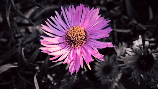 Creative nature flowers
