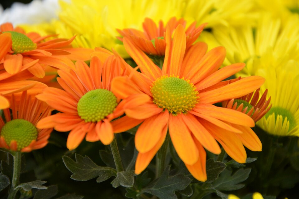 Flowers flowers nature toussaint