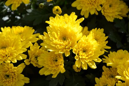 Yellow flowers flowers nature photo