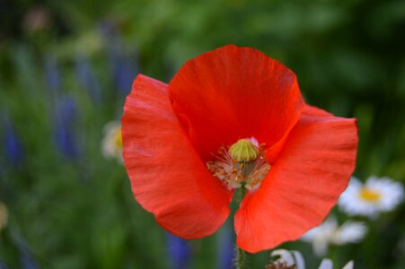 Petal blooming red photo