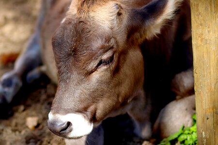 Cattle livestock farming photo