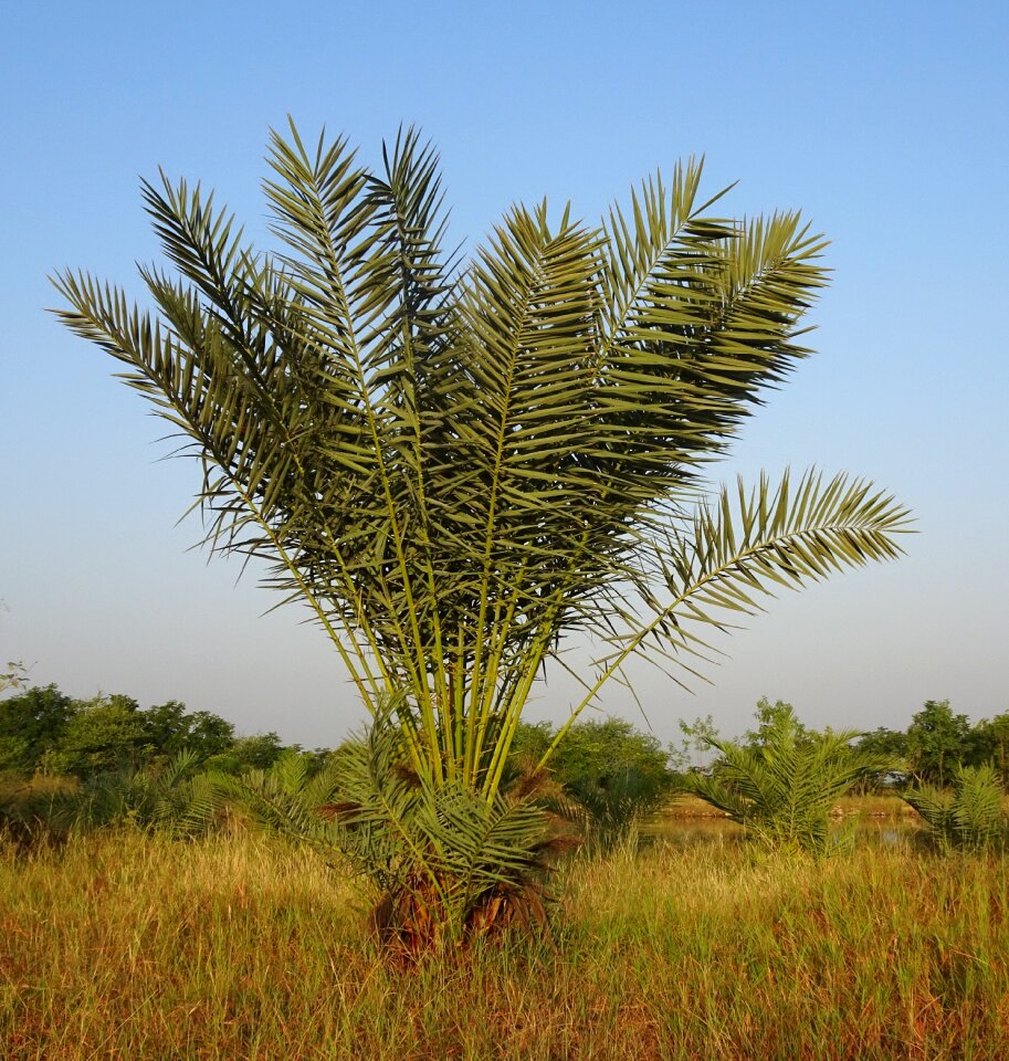 Phoenix dactylifera plantation arecaceae