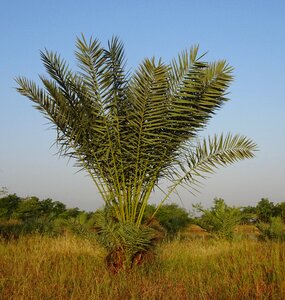 Phoenix dactylifera plantation arecaceae