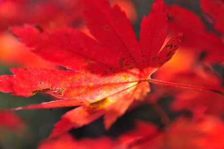 Red maple red nature photo