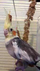 Bird pet photo