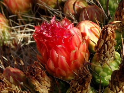 Flower cacti photo