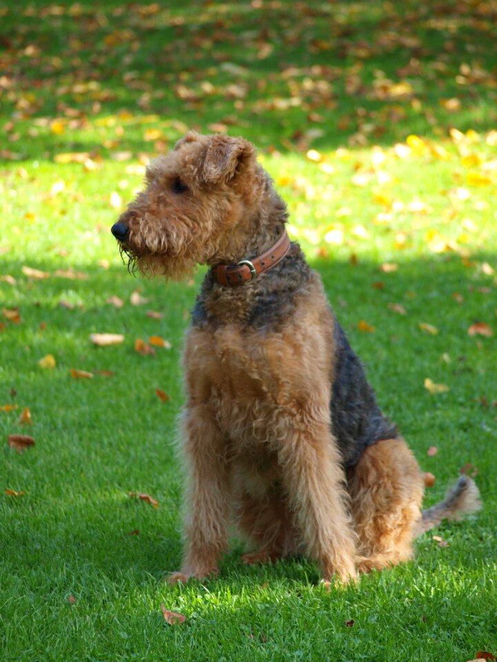 Dog airedale meadow