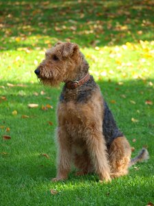 Dog airedale meadow