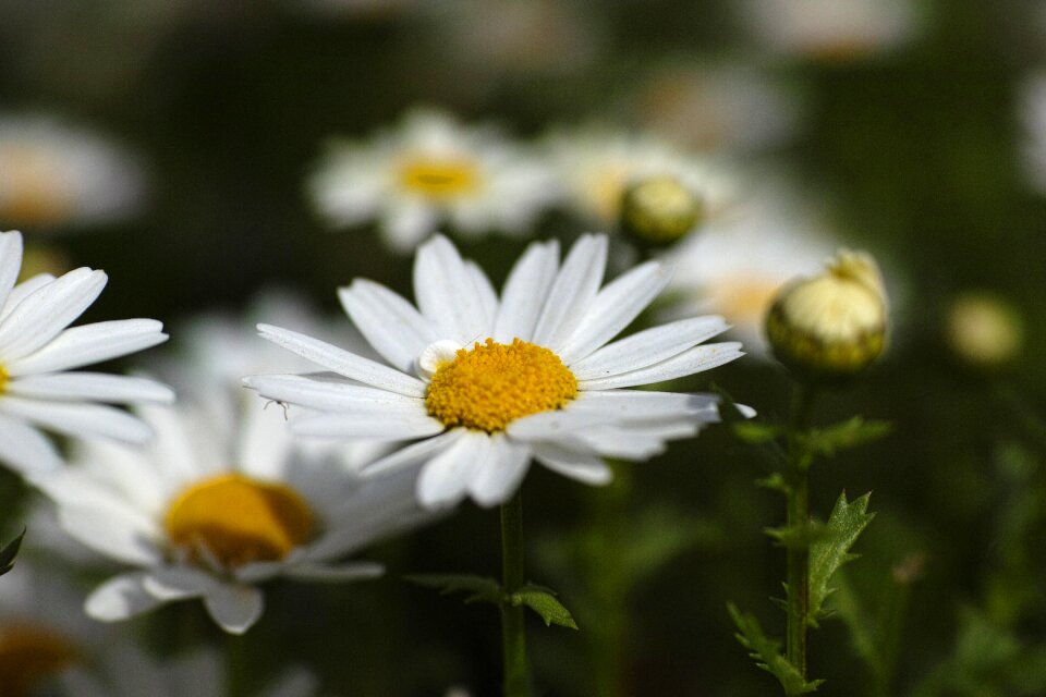 Nature flowers plant