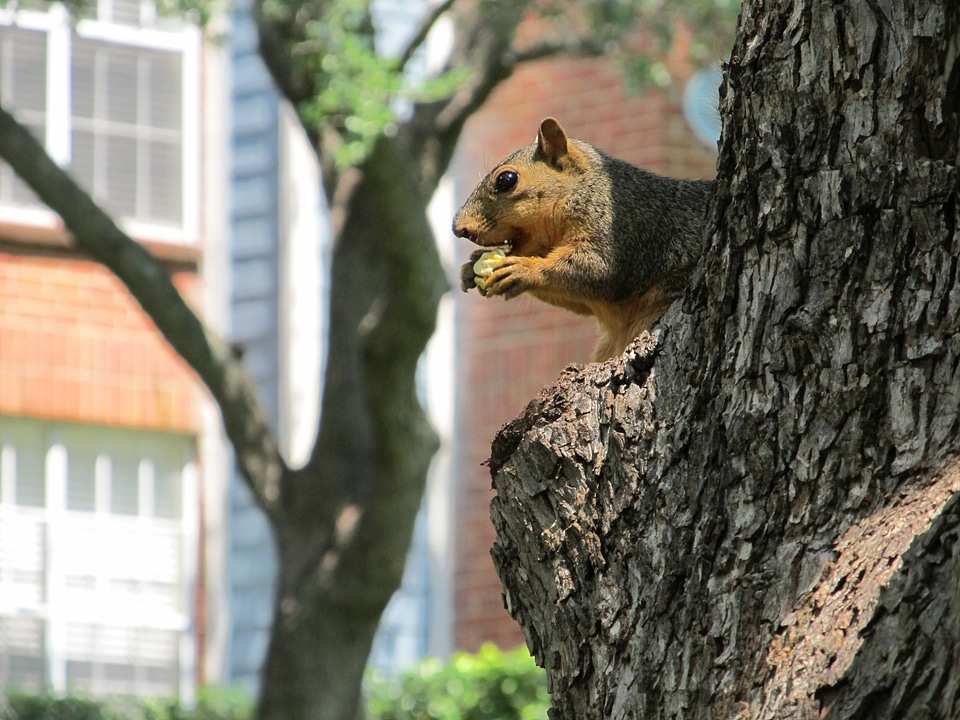 Eating nut tree
