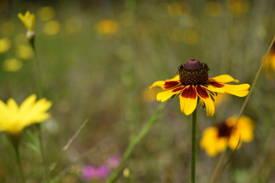 Meadow wildflower springtime
