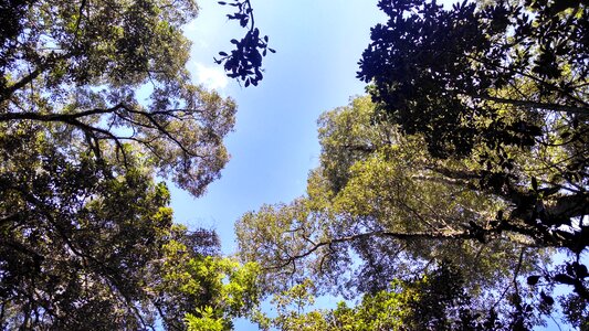 Nature paraná brazil