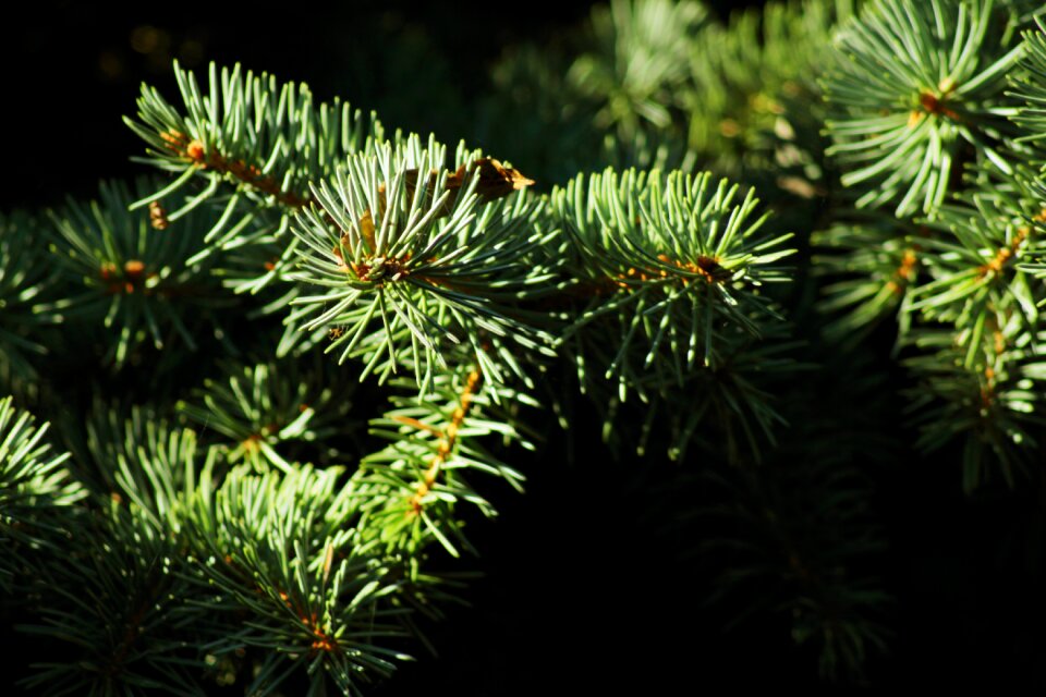 Close up evergreen fir tree