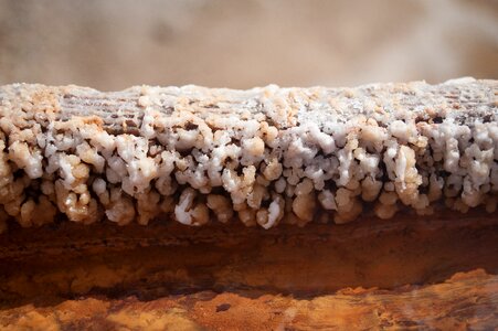 Salt wood water