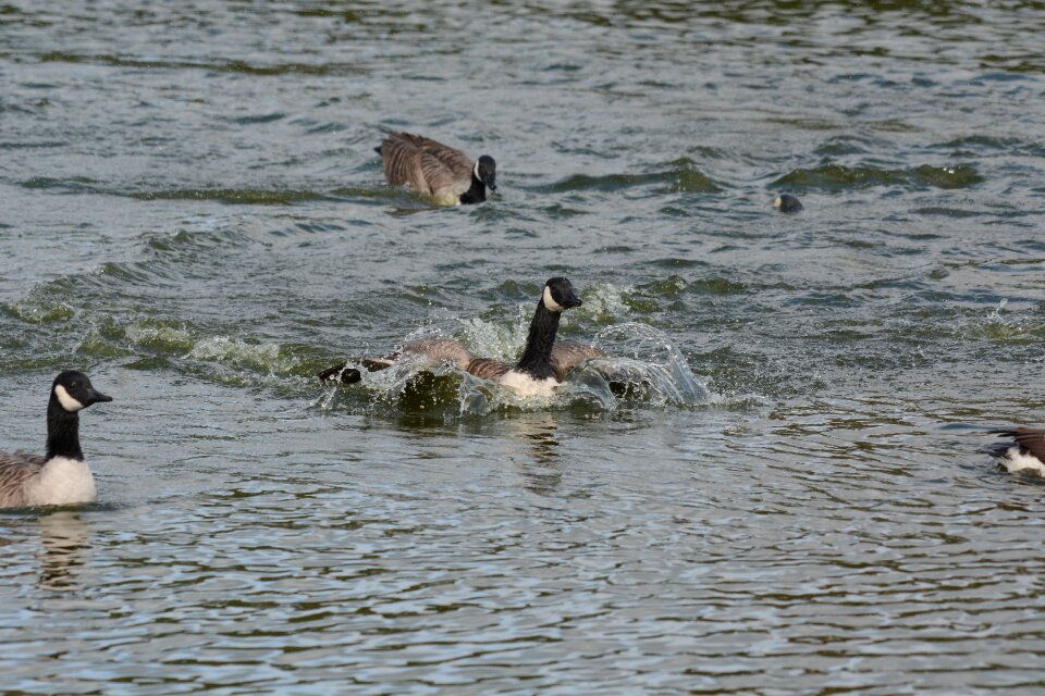 Wings splashing water