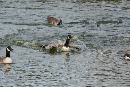 Wings splashing water