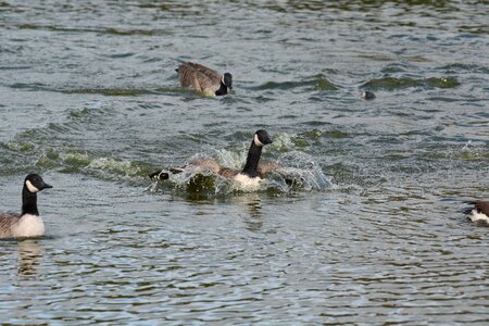 Wings splashing water photo