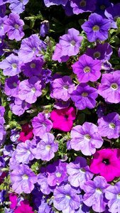 Flower purple plant purple flower