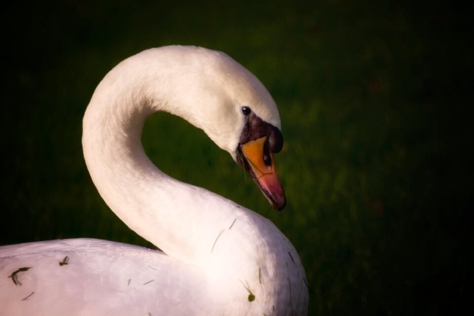 Water bird bird animal
