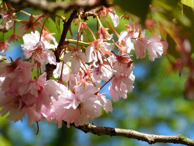 Pink flowers tree branch