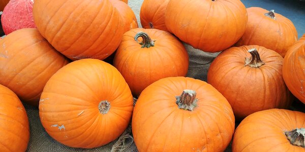 Holiday season harvest