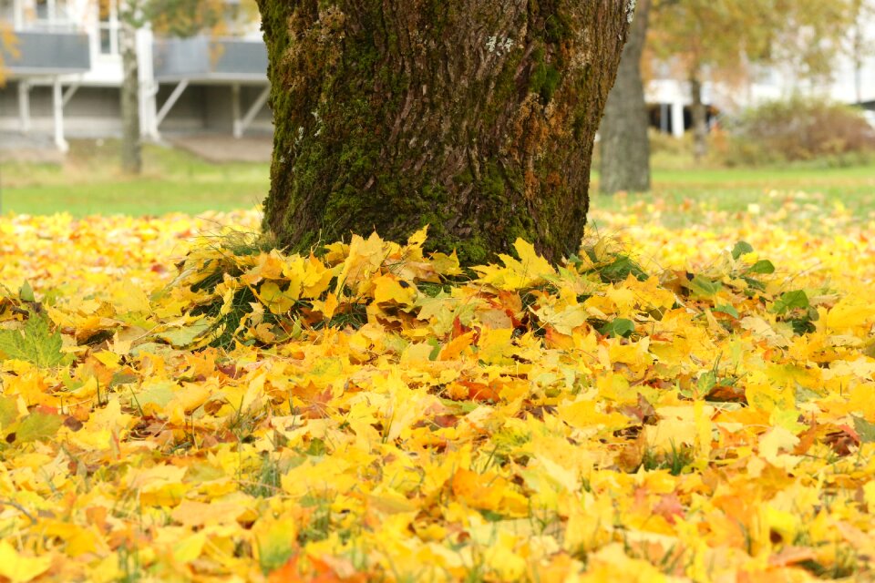 Fall yellow autumn leaves