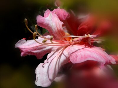 Blossom nature pink