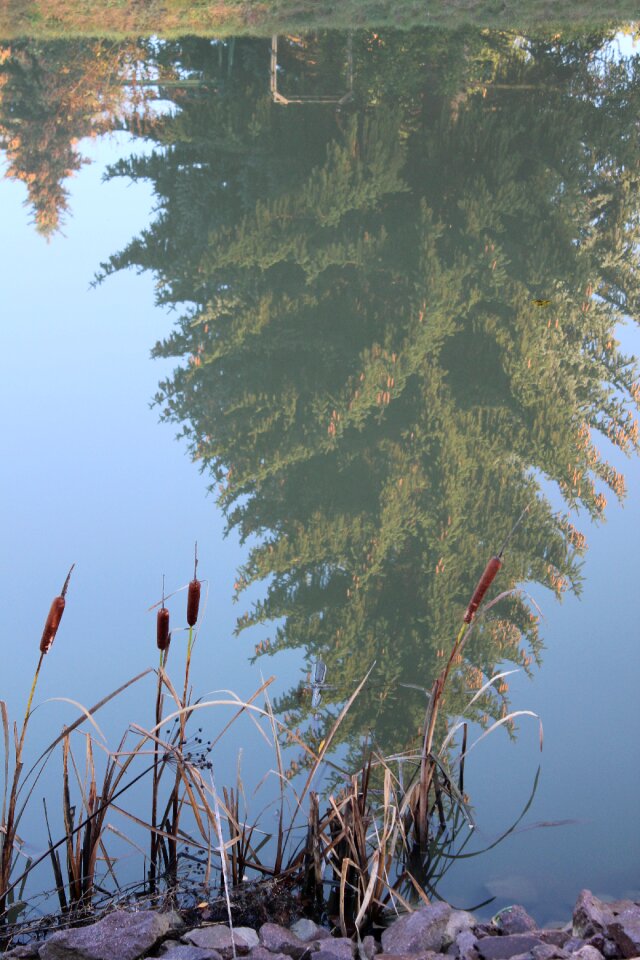 Mirroring fir tree spruce