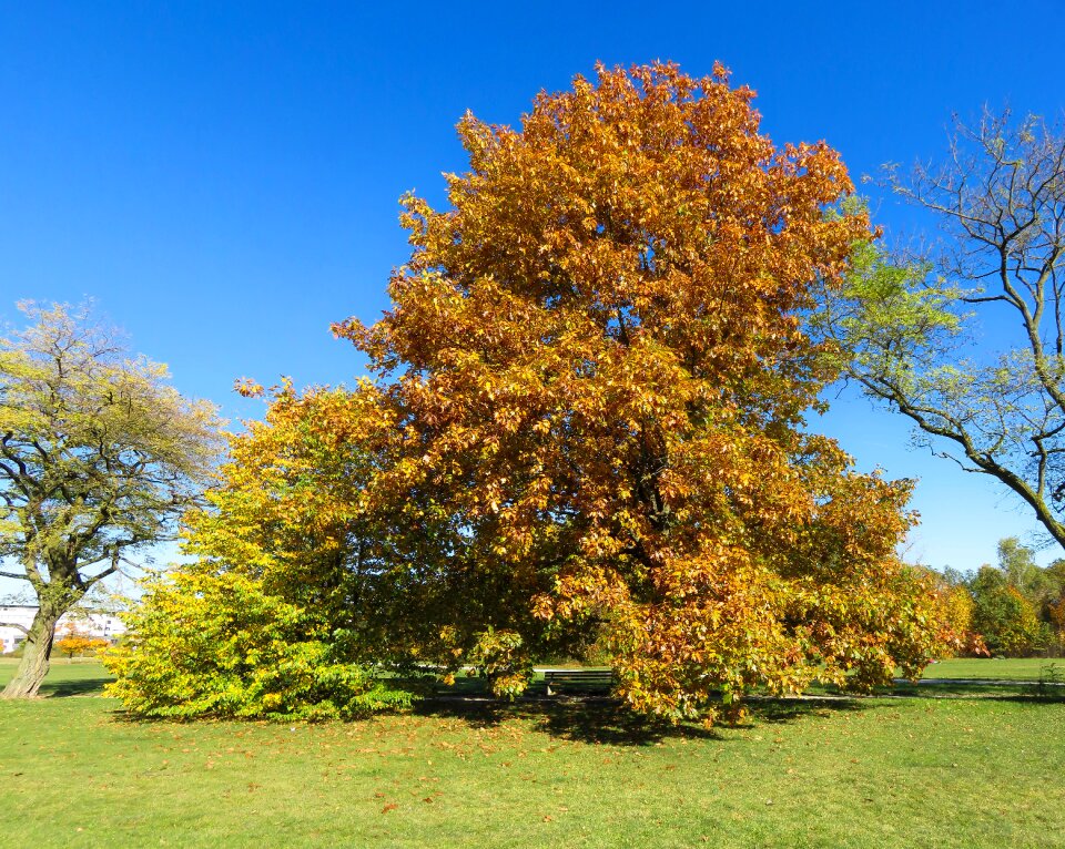 Leaves fall foliage yellow photo