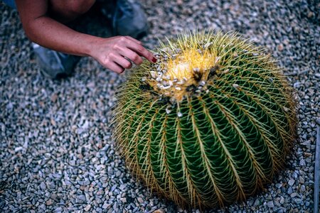 Garden cactus succulent