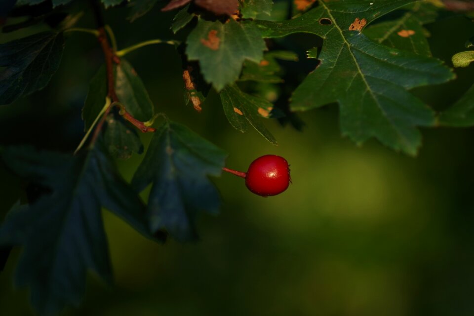 Red autumn garden