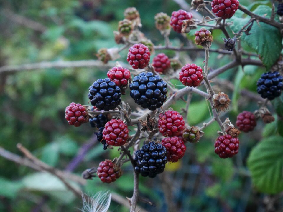 Growth berry food