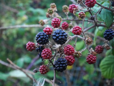 Growth berry food photo