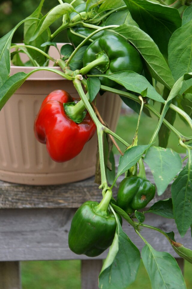Organic produce