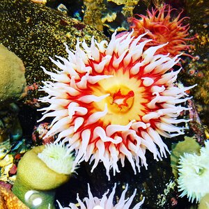 Meeresbewohner underwater world aquarium