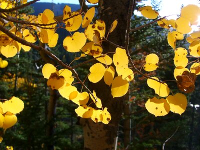 Leaves yellow october photo