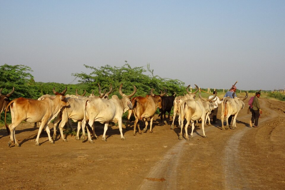 Livestock herder herdsmen
