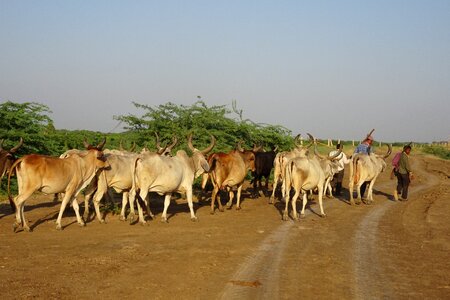 Livestock herder herdsmen photo