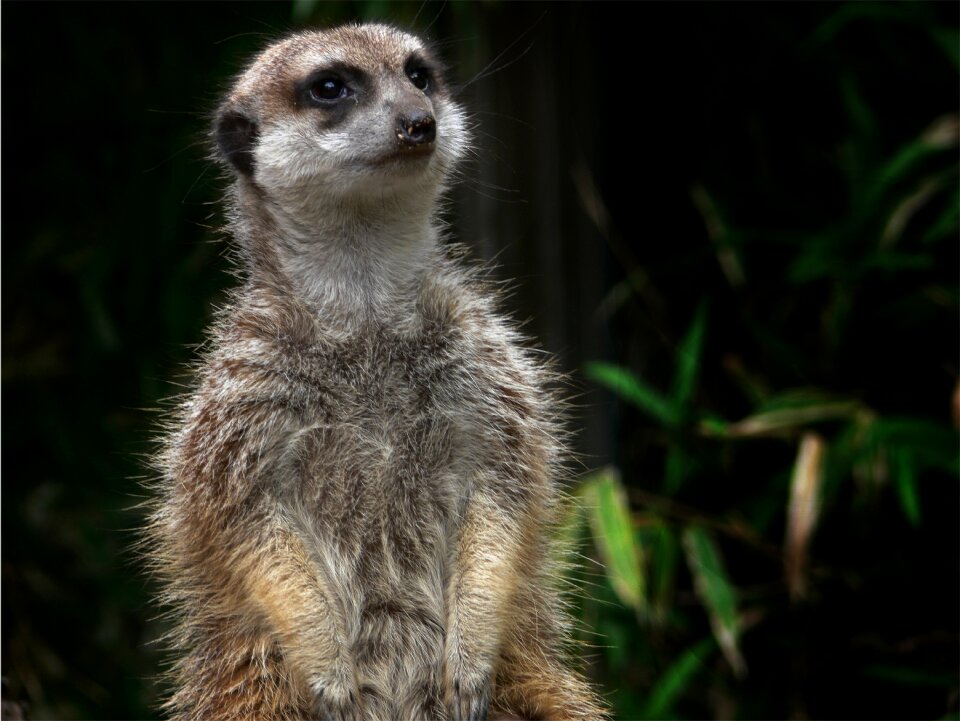 Curious nature cute