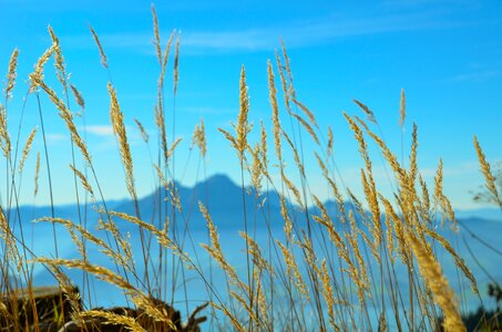 Blade of grass switzerland rigi photo