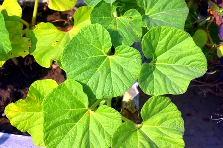 Big leaves green bottle