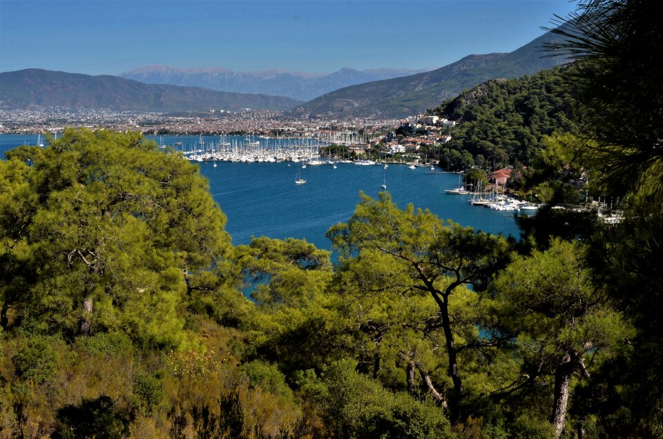 Forest trees marina