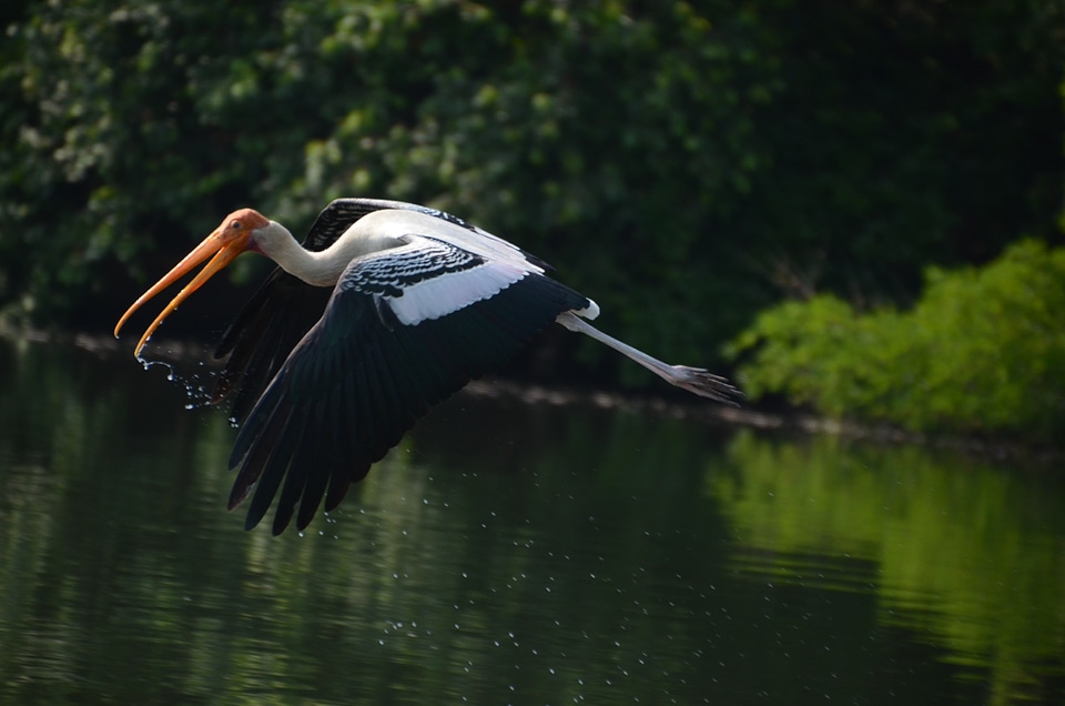 Flying painted stork fly