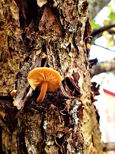 Bark autumn forest