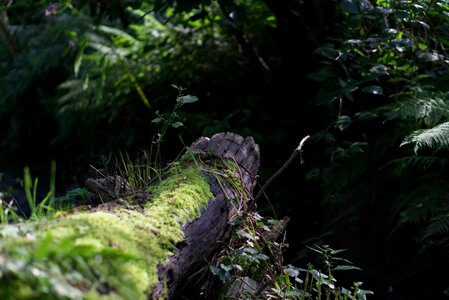 Moss wood waters photo